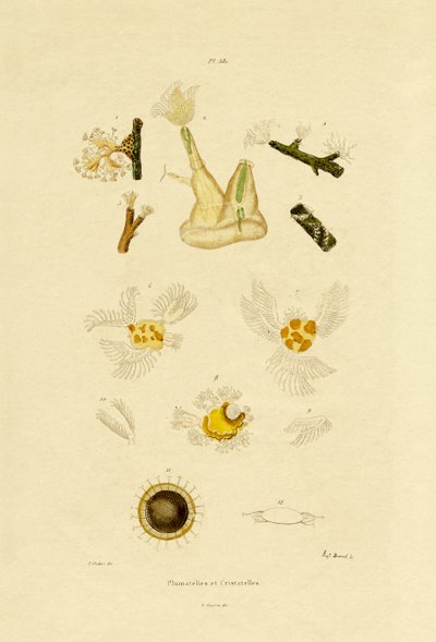 Polyp, 1833-39 od French School