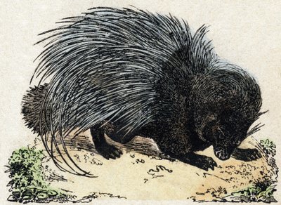 Porc-epos (Pig epos). Gravírování v „“Abeceda zvířat sauvages““. 9. série. Obrázky Epinal, Pellerin, tiskárna-nakladatel, kolem roku 1870. Rytiny na dřevě, šablona. 16 stran. Rozměr: 20 x 15 cm. Soukromá sbírka od French School