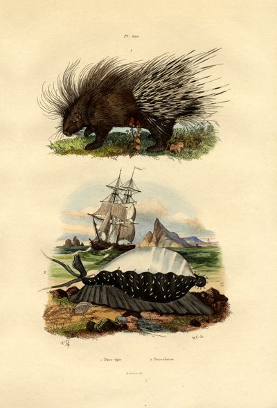 Dikobraz, 1833-39 od French School
