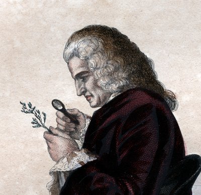 Portrét Bernarda de Jussieu (1699-1777), francouzského přírodovědce. od French School