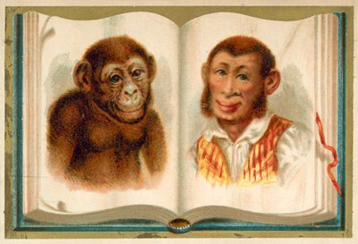 Portréty opice a muže (chromolitho) od French School