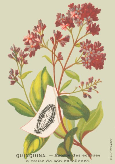 Q: Quinquinna – Ecorce of the ecorces díky své dokonalosti od French School