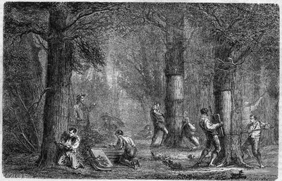 Rekolace kůry dubu poddanského (dub-lige). Gravírování do „“Historie rostlin““ od Louise Figuiera publikované v „“Le Monde Illustré““ č. 399 ze dne 3. prosince 1864. od French School