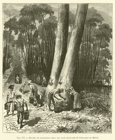 Recolte du caoutchouc dans une foret des bords de l"Amazone au Bresil od French School