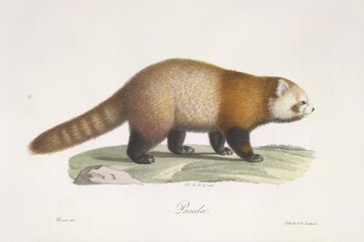 Červená panda. Ailurus fulgens, z přirozené historie savců (barevné lito) od French School