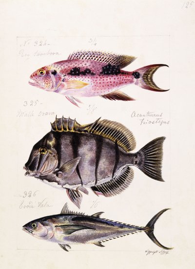 Ray Tambova Etz, str. 1850 od French School