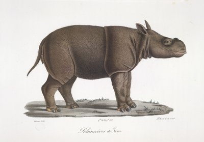 Nosorožec jávský, z přírodní historie savců (barevné lito) od French School