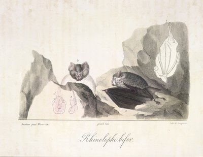 vrápenec. Upíří netopýři, z Natural History of savců (barva litho) od French School