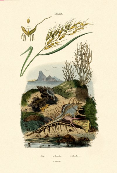 Rýže, 1833-39 od French School