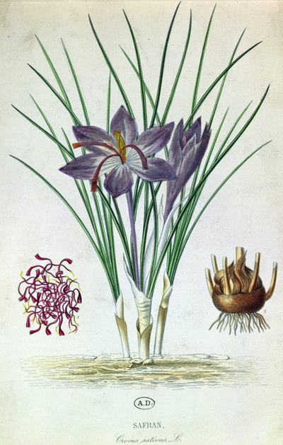 Šafrán (Crocus Sativus) od French School