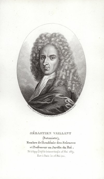 Sebastien Vaillant od French School