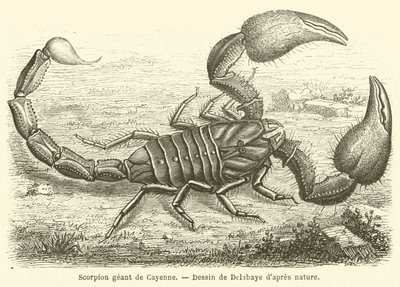 Cayenne obří škorpión (rytina) od French School