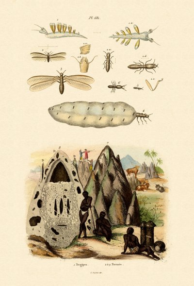 Mořský slimák, 1833-39 od French School