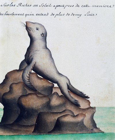 Seal, Galapágy, akvarel z lodního deníku Jacques Gouin de Beauchesne (1652-1730), kapitán Compagnie royale de la Mer du Sud, od roku 1698 do roku 1701, Francie od French School