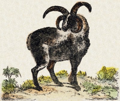 Ovce. Gravírování v „“Abeceda zvířat sauvages““. 9. série. Obrázky Epinal, Pellerin, tiskárna-nakladatel, kolem roku 1870. Rytiny na dřevě, šablona. 16 stran. Rozměr: 20 x 15 cm. Soukromá sbírka od French School