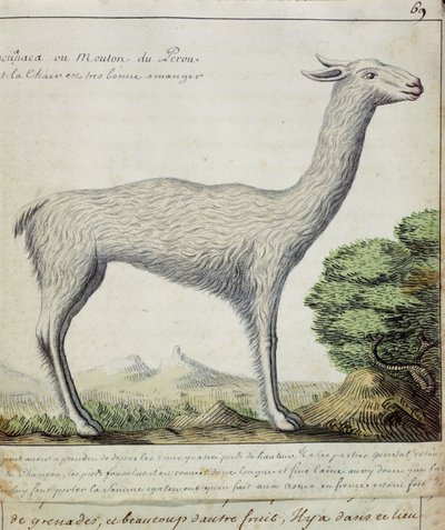 Ovce z Peru (lama nebo alpaka) (wc na papíře) od French School