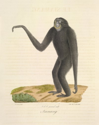 Siamang, z Přírodní historie savců (barevné lito) od French School