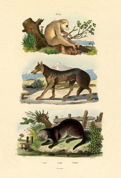 Lenost Opice, 1833-39 od French School