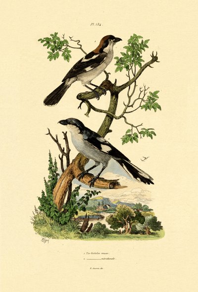 Jižní Grey Shrike, 1833-39 od French School