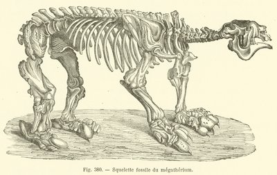 Squelette fossile du megatherium (rytina) od French School