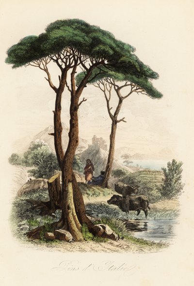 Kamenná borovice, Pinus pinea, také známá jako italská kamenná borovice, deštníková borovice a sluneční borovice od French School