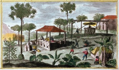 Produkce cukru v Západní Indii, detail 00155 - v „Obecné historii Antil obývaných Francouzi od Du Tertre“, počátek 19. století od French School