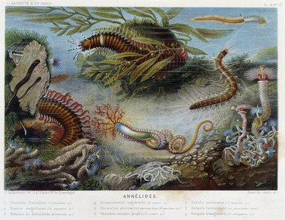Sunapte de Duvernoy - v „“Le Monde de la Mer““ od Alfreda Fredola. vyd. Paříž, Hackette. od French School