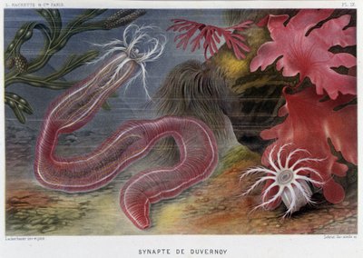 Sunapte de Duvernoy - v „“Le Monde de la Mer““ od Alfreda Fredola. vyd. Paříž, Hackette. od French School