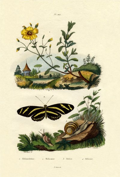 Východ slunce, 1833-39 od French School