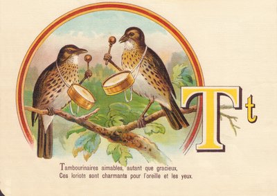 T: Tamburiáni milí, stejně jako půvabní, Tito loriové jsou okouzlující pro ucho i oči od French School