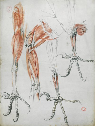Drápy orla, z La Mecanique des Animaux od Clauda Perraulta (1613-78) kolem 1670 (barevná tužka na papíře) od French School