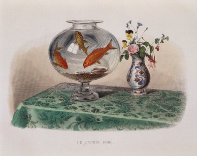 Zlatá rybka (zlatá rybka ve sklenici) - v „“ Lacepede““ od French School