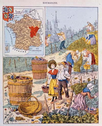 Sklizeň hroznů v Burgundsku, ilustrace ze školní učebnice, c.1910 od French School