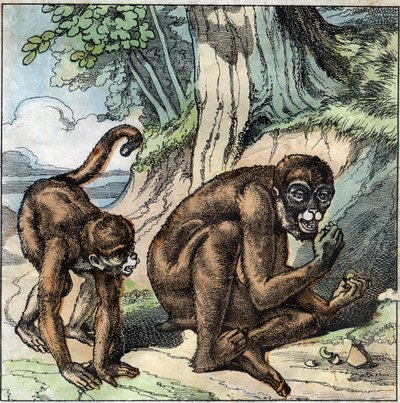 Opice a ořech. Bajka Jean-Pierre-Claris (Jean Pierre Claris) Florian (1755-1794), prozaik, básník a fabulista French. Ilustrace konce 19. století. od French School