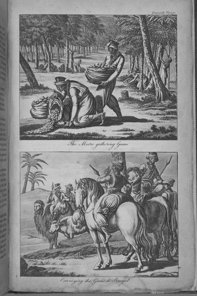 Maurové sbírají žvýkačky a přenášejí žvýkačky do Senegalu, ilustrace z 
