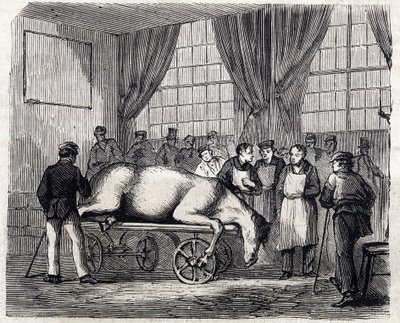 Národní veterinární škola v Alfortu - Les grandes écoles de France - Veterinární škola v Maison Alfort v roce 1866 - Operační sál - Rytina v „Le monde illustrious“ z roku 1866 od French School