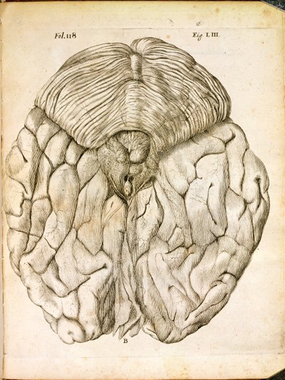 Struktura mozku, z De Homine Figuris od René Descartes (1596-1650), publikovaná v Haagu, 1662 od French School