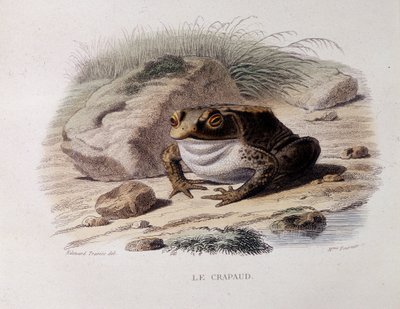 Ropucha obecná (Bufo bufo) - v „“ Lacepede““ od French School