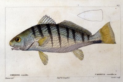 Coroidní umbrín po „“Přírodní historii ryb“ od Cuvier, Valenciennes, Paříž od French School