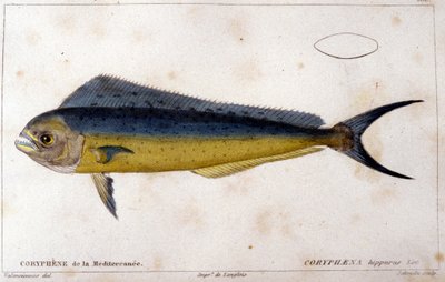 Koryfén Středozemního moře po „Histoire naturelle des poissons“ od Cuviera, Valenciennes, Paříž od French School