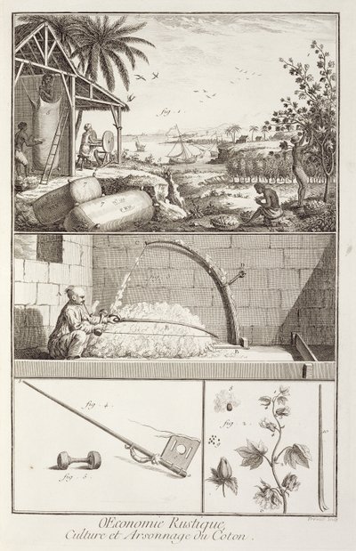 Pěstování bavlny, z encyklopedie Denise Diderota (1713-84), vyryl A. Provost (fl.1834-55), kolem 1760 od French School