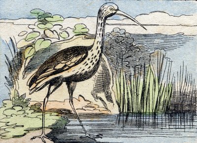 Kudrnatá . Rytina "Buffon Alphabet des Oiseaux n 2". 3. série N 2. Zobrazování Epinalu, Epinal, konec 19. století. 16 stran. Rozměr: 28 x 21 cm od French School