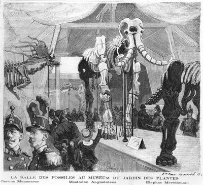 Fosilní místnost v Muzeu přírodní historie v Paříži, kolem roku 1880 od French School