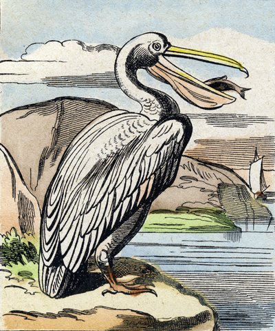 Pelikán. Rytina "Buffon Alphabet des Oiseaux n 1". 3. série N 1. Zobrazování Epinalu, Epinal, konec 19. století. 16 stran. Rozměr: 28 x 21 cm od French School