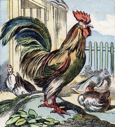 Kohout. Rytina "Buffon Alphabet des Oiseaux n 2". 3. série N 2. Zobrazování Epinalu, Epinal, konec 19. století. 16 stran. Rozměr: 28 x 21 cm od French School