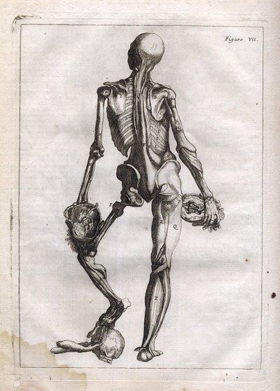 Tato figura může uspokojit zvědavost těch, kteří chtějí vidět Corps depouille to the Bones – rytina „Abstraktní anatomie, přizpůsobená umění malířství a sochařství“ – „“ Abrege d