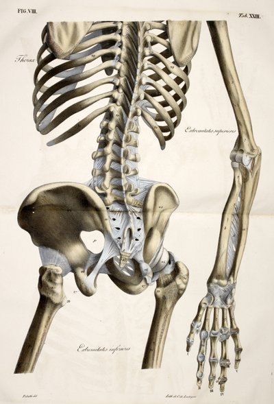 Hrudník, z Anatomické desky lidského těla provedené podle přirozených rozměrů, doplněné vysvětlujícím textem Vydalo cte de Lasteyrie od French School