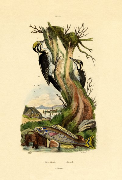 Datel tříprstý, 1833-39 od French School