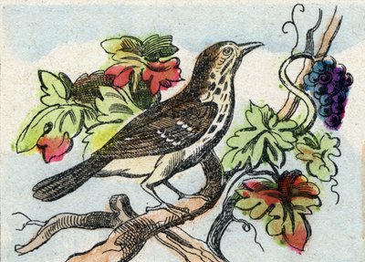 Drozd. Rytina "Buffon Alphabet des Oiseaux n 1". 3. série N 1. Zobrazování Epinalu, Epinal, konec 19. století. 16 stran. Rozměr: 28 x 21 cm od French School