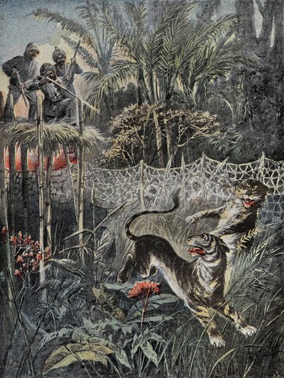Lov tygrů v džunglích v Indii: blatníky jsou za sítí a lovci jsou v bezpečí na belvederu. Rytina v "" Le Pelerin ", dne 05.02.1899. Selva Coll. od French School